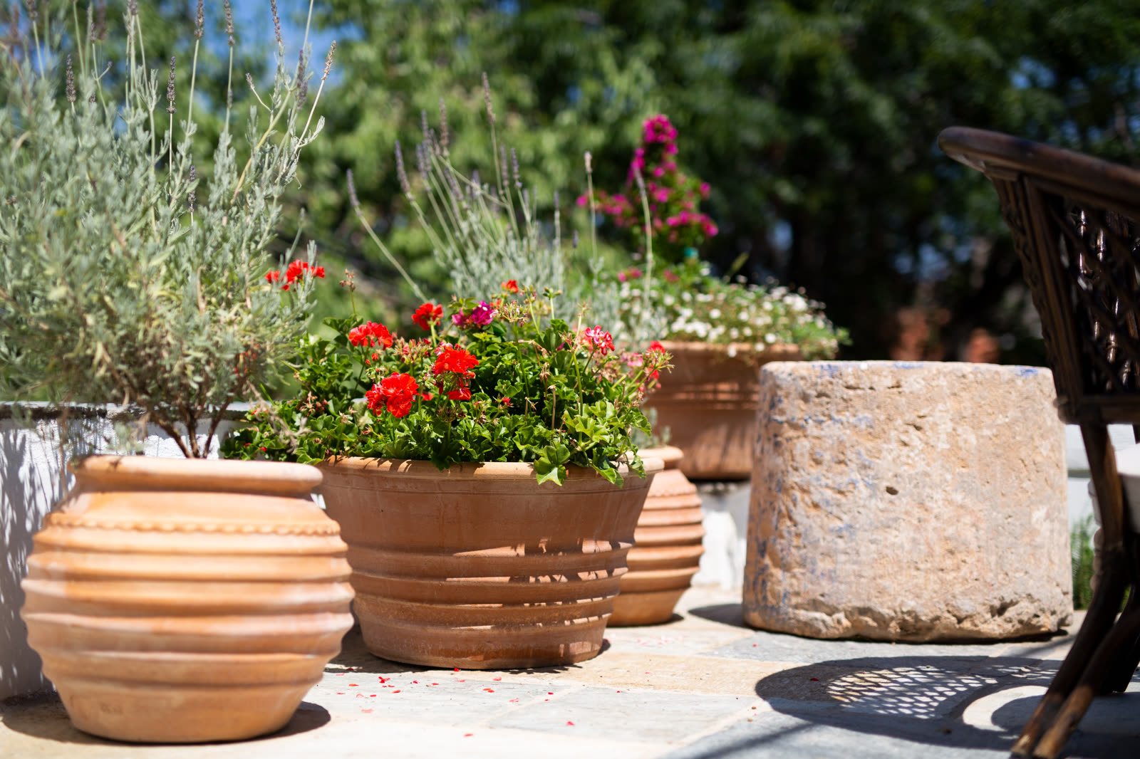 Potted plants
